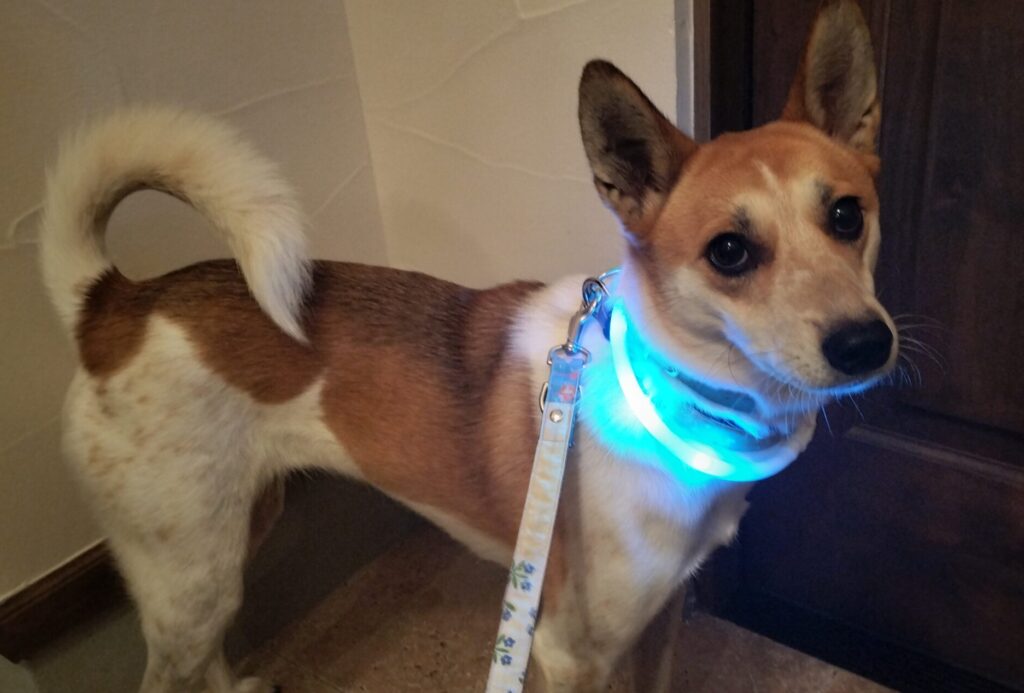 LED光る首輪