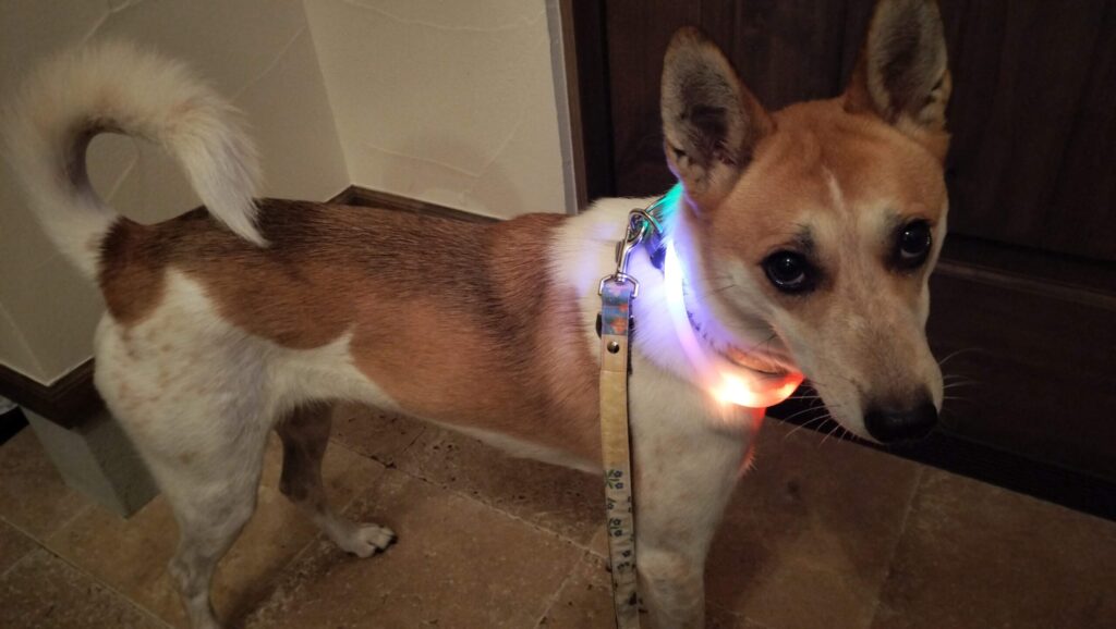 LED光る首輪